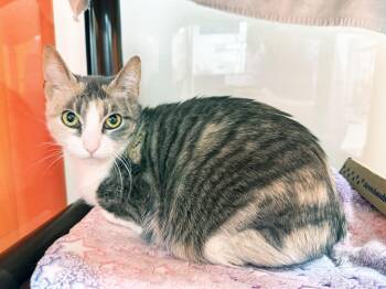 Beauty - gorgeous little sweetheart -  Dilute Calico Cat for Adoption in Oshkosh, Wisconsin - Beauty - Gorgeous Little Sweetheart | PetCurious