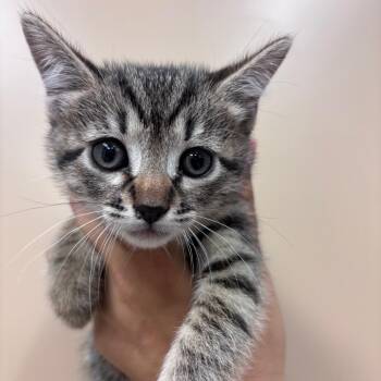 Domestic Short Hair Cats Available for Adoption in Goleta, California - Tuna | PetCurious