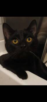 Domestic Short Hair Cats Available for Adoption - Moonie Pie | PetCurious