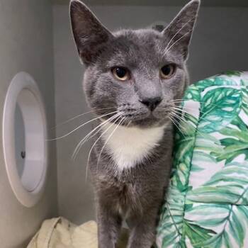 Rescue Domestic Short Hair Cats for Adoption in Dayton, Ohio - Platinum | PetCurious