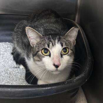 Tavern 29825 -  Domestic Short Hair Cat for Adoption in Middleburg, Florida - Tavern 29825 | PetCurious