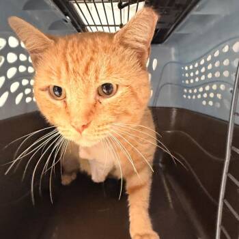 Morris -  Domestic Short Hair Cat for Adoption in Indianapolis, Indiana - Morris | PetCurious