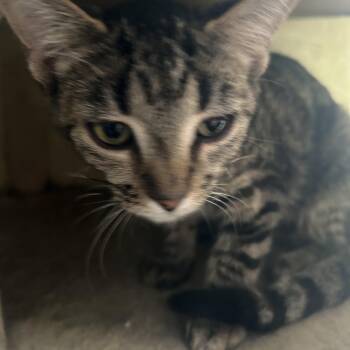 Rescue Domestic Short Hair Cats for Adoption in Parma Heights, Ohio - Zara | PetCurious