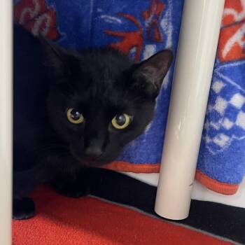 Domestic Short Hair Cats Available for Adoption in Clearwater, Florida - Clover | PetCurious