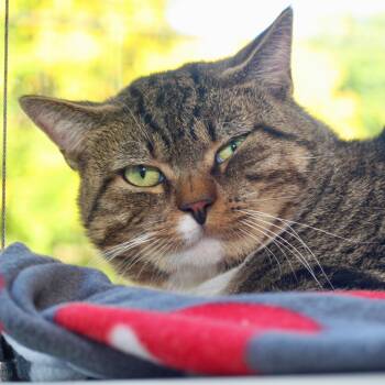 Rescue Domestic Short Hair Cats for Adoption in Allentown, Pennsylvania - Bubba | PetCurious