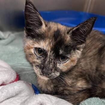 Domestic Short Hair Cats Available for Adoption in Lakeland, Florida - Miney | PetCurious