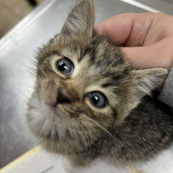 Rescue Domestic Short Hair Cats for Adoption in Pekin, Illinois - Dice | PetCurious