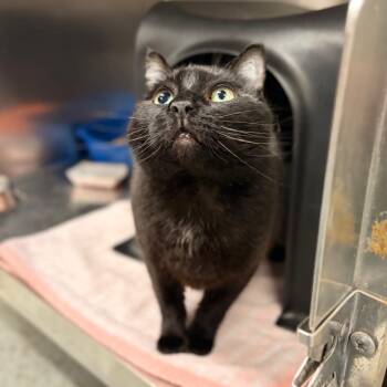 Chico -  Domestic Short Hair Cat for Adoption in Spokane, Washington - Chico | PetCurious