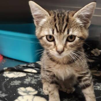 Dragonfly -  Domestic Short Hair Cat for Adoption in Spokane, Washington - Dragonfly | PetCurious