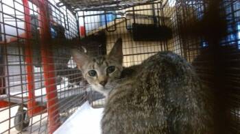 RIKY -  Domestic Short Hair Cat for Adoption in Doral, Florida - RIKY | PetCurious