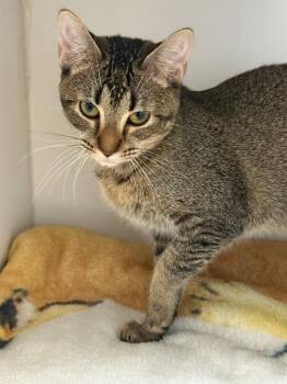 Sweet Pea -  Domestic Short Hair Cat Available for Adoption in Sapulpa, Oklahoma - Sweet Pea | PetCurious