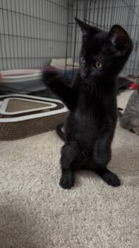 Alexandria -  Domestic Short Hair Cat for Adoption in Murfreesboro, Tennessee - Alexandria | PetCurious