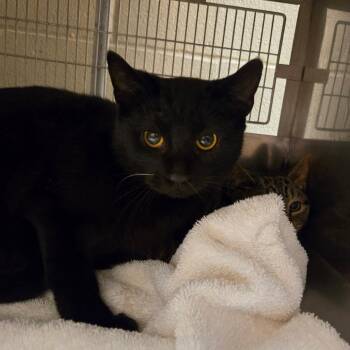 Domestic Short Hair Cats Available for Adoption - Ludwig | PetCurious