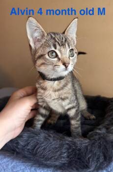 Rescue Domestic Short Hair Cats for Adoption in Mustang, Oklahoma - Alvin | PetCurious