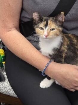 Cali -  Calico Cat for Adoption in Plattsmouth, Nebraska - Cali | PetCurious