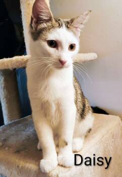 Rescue Domestic Medium Hair Cats for Adoption in Laramie, Wyoming - Daisy | PetCurious