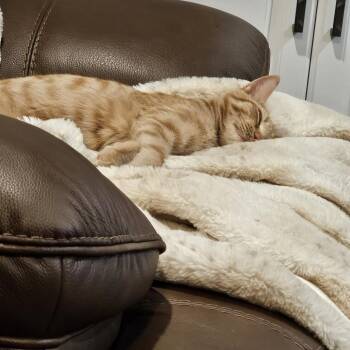 Cosmo -  Domestic Short Hair Cat for Adoption in South Burlington, Vermont - Cosmo | PetCurious