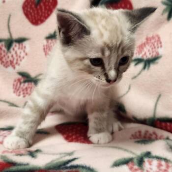 Marshmallow -  Siamese and Domestic Short Hair Cat for Adoption in Brighton, Missouri - Marshmallow | PetCurious