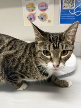 Rescue Domestic Short Hair Cats for Adoption in Grapevine, Texas - Kimber | PetCurious
