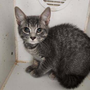 Bandit -  Domestic Short Hair Cat for Adoption in Walnutport, Pennsylvania - Bandit | PetCurious