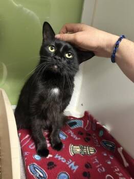 Maria -  Domestic Short Hair Cat for Adoption in Muskegon, Michigan - Maria | PetCurious