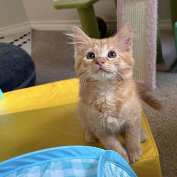 Fiona -  Tabby Cat for Adoption in Trophy Club, Texas - Fiona | PetCurious