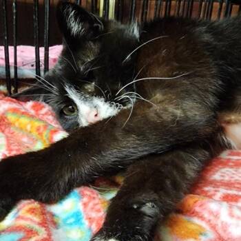 Baylor AKA Travy -  Domestic Short Hair Cat for Adoption in Buffalo, New York - Baylor AKA Travy | PetCurious