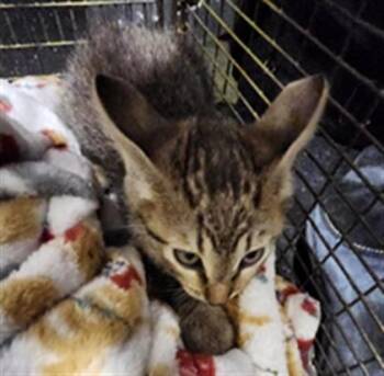 Domestic Short Hair Cats Available for Adoption in San Antonio, Texas - BUNSON | PetCurious