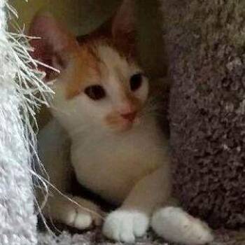 Sharon -  Domestic Short Hair Cat for Adoption in Rochester, Minnesota - Sharon | PetCurious