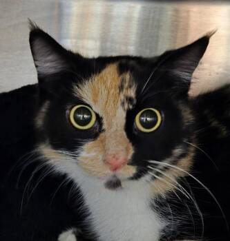 Monroe -  Domestic Short Hair Cat for Adoption in Cincinnati, Ohio - Monroe | PetCurious