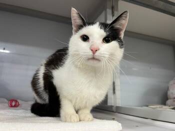 Domestic Short Hair Cats Available for Adoption in Raleigh, North Carolina - Swanlett | PetCurious