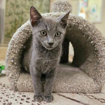 Jimmy -  Domestic Short Hair and Russian Blue Cat for Adoption in Fort Worth, Texas - Jimmy | PetCurious