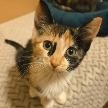 Rahal -  Domestic Short Hair Cat for Adoption in Saint Charles, Missouri - Rahal | PetCurious