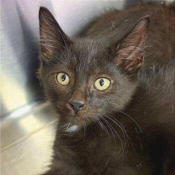 Elmer -  Domestic Short Hair Cat for Adoption in Hannibal, Missouri - Elmer | PetCurious