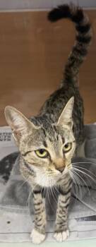 Jossie -  Domestic Short Hair Cat for Adoption in Chamblee, Georgia - Jossie | PetCurious