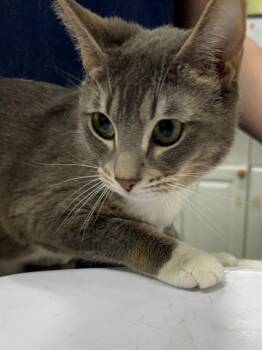 Domestic Short Hair Cats Available for Adoption - LAPERLA | PetCurious