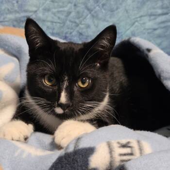 Rescue Domestic Short Hair Cats for Adoption in Santa Rosa, California - Chadwick | PetCurious