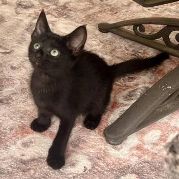 Sno-Cap -  Domestic Short Hair Cat for Adoption in Candler, North Carolina - Sno-Cap | PetCurious
