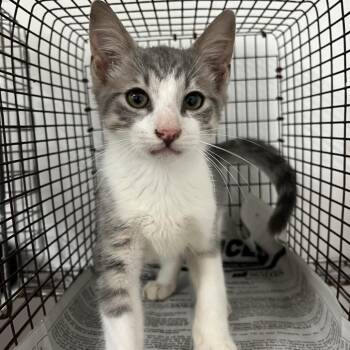 Caesar -  Domestic Short Hair Cat for Adoption in Edinburg, Texas - Caesar | PetCurious