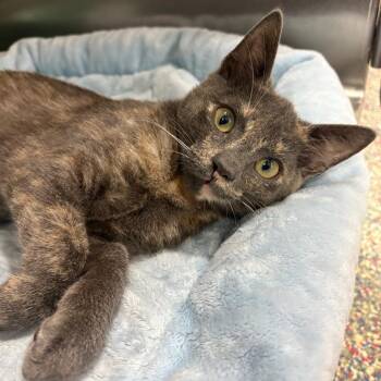 Shakira -  Domestic Short Hair Cat for Adoption in Fort Lauderdale, Florida - Shakira | PetCurious