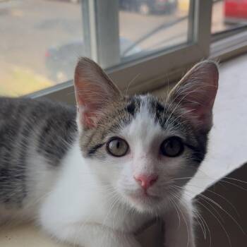 Beau -  Domestic Short Hair Cat for Adoption - Beau | PetCurious