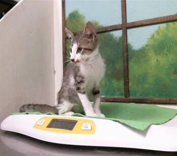 ERICK -  Domestic Short Hair Cat for Adoption in Houston, Texas - ERICK | PetCurious