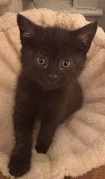 Domestic Short Hair Cats Available for Adoption in Rockaway, New Jersey - Raven KITTEN | PetCurious