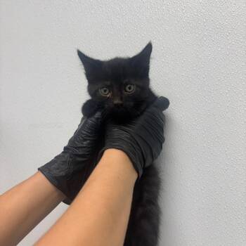 Shrink -  Domestic Short Hair Cat for Adoption in Abilene, Texas - Shrink | PetCurious