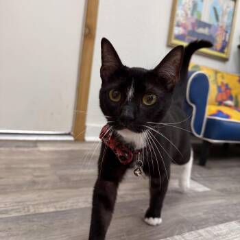 Wally Lucy Lou -  Tuxedo and Domestic Short Hair Cat for Adoption in Friendswood, Texas - Wally Lucy Lou | PetCurious