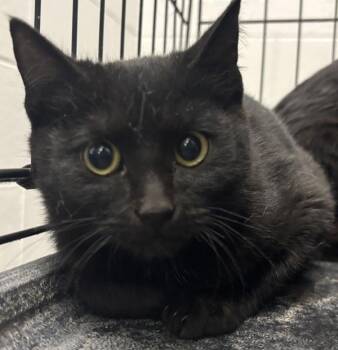 Licorice -  Domestic Short Hair Cat for Adoption in Golden, Colorado - Licorice | PetCurious