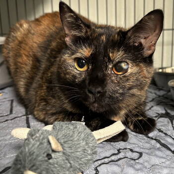 Rescue Domestic Short Hair Cats for Adoption in Dallas, Texas - Re'elle | PetCurious