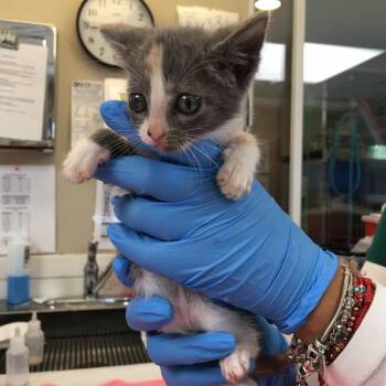 Dory -  Domestic Short Hair Cat for Adoption in Ojai, California - Dory | PetCurious