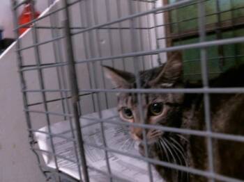 Domestic Short Hair Cats Available for Adoption in Houston, Texas - AVERY | PetCurious