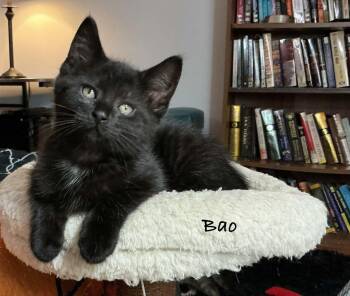 Bao -  Domestic Short Hair Cat for Adoption in Crystal Lake, Illinois - Bao | PetCurious
